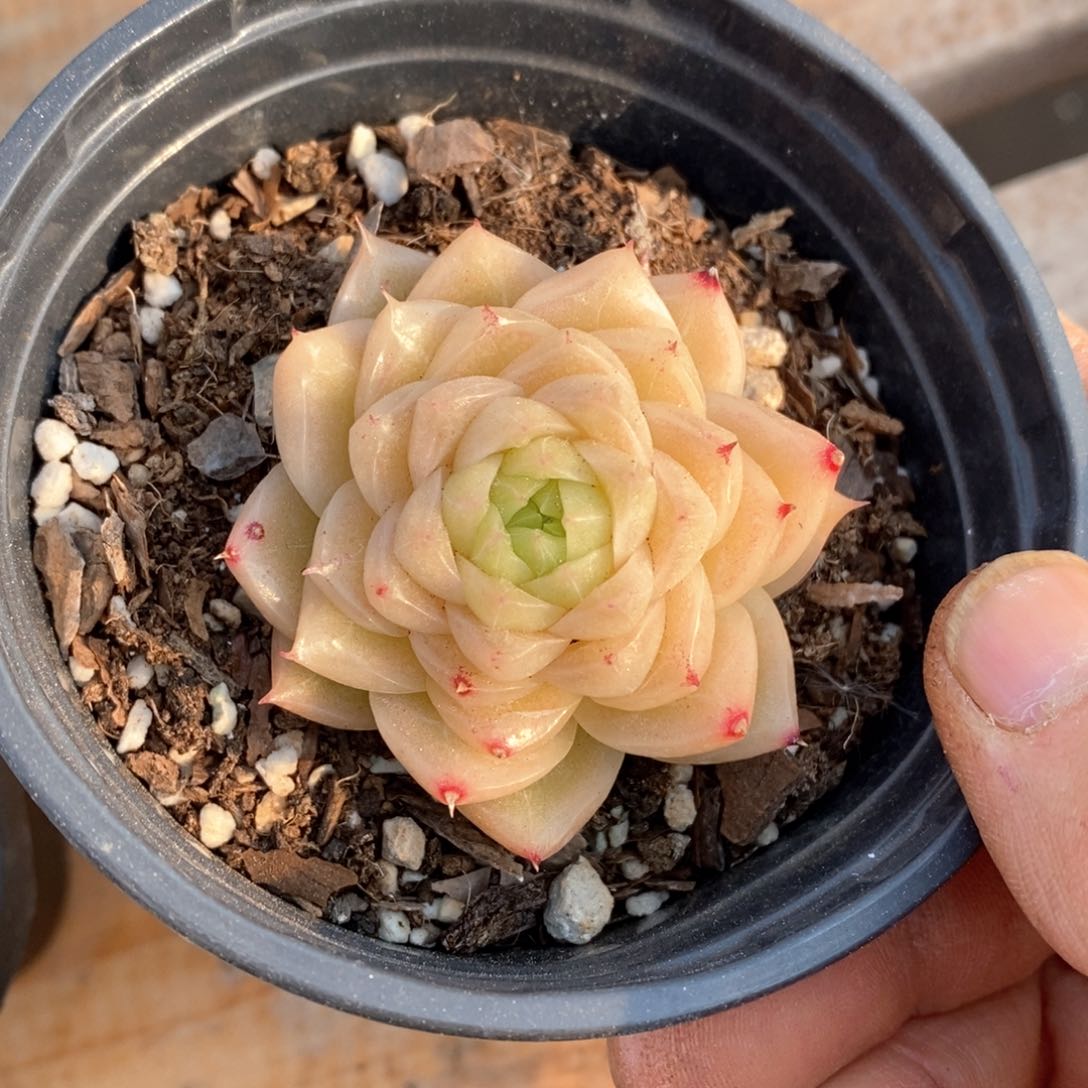 精品多肉一物一拍不包整47