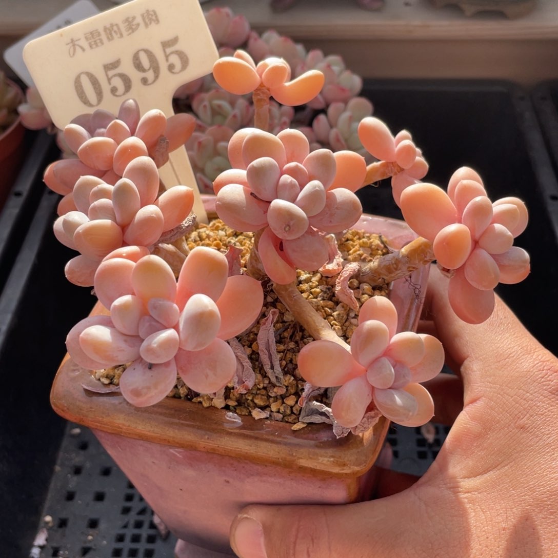 0595香芋不带盆13厘米