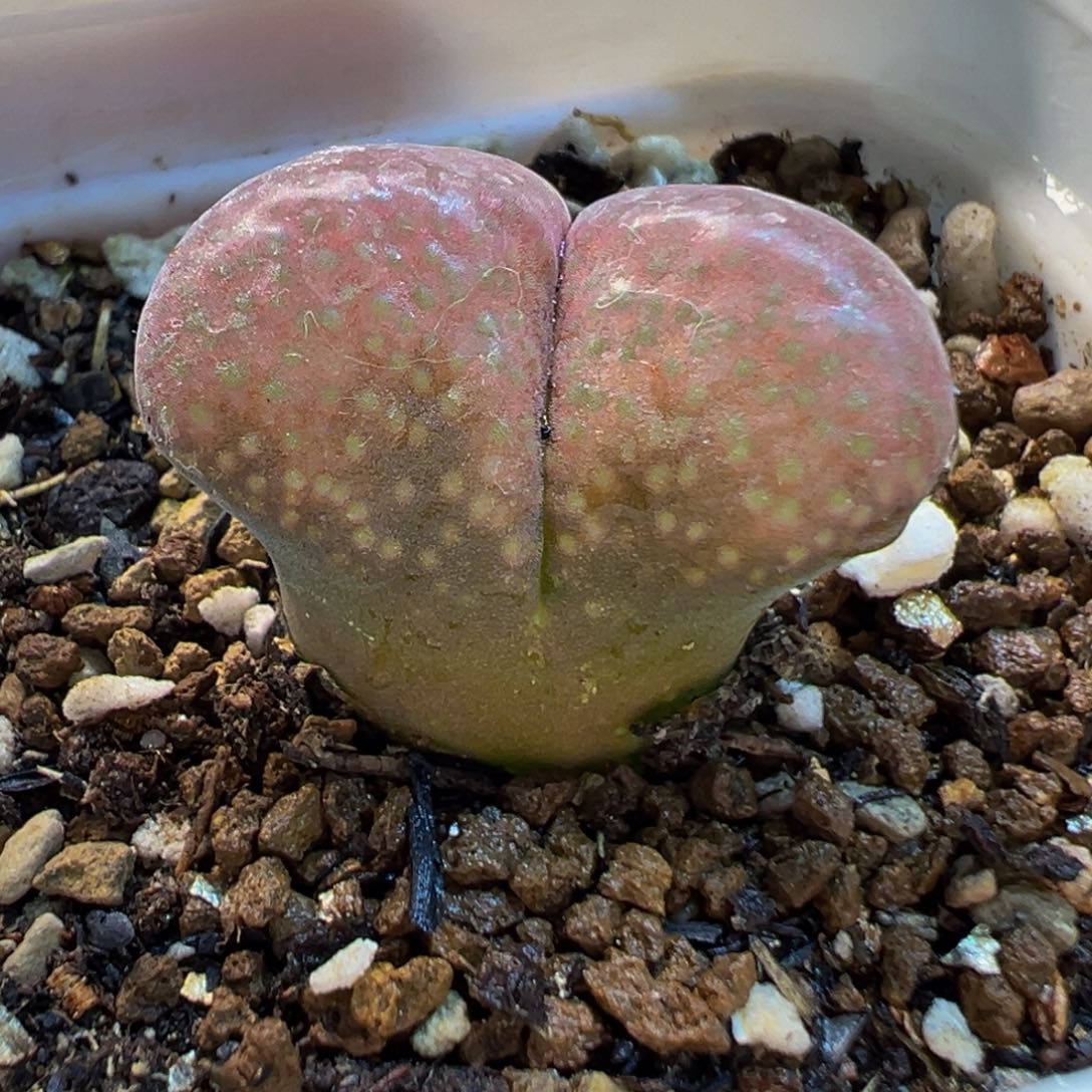 782多肉植物种类多样