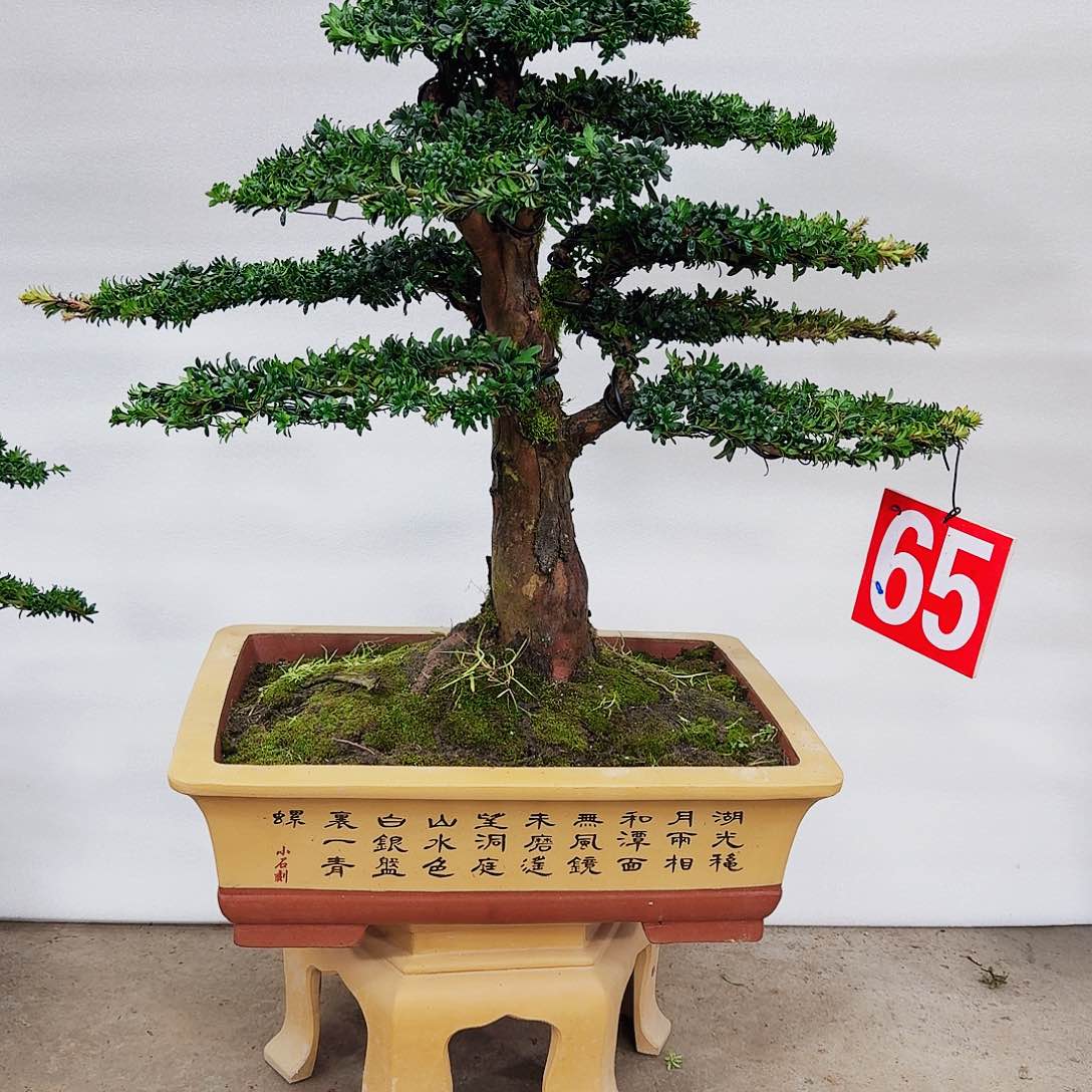 盆景罗汉松一物一拍