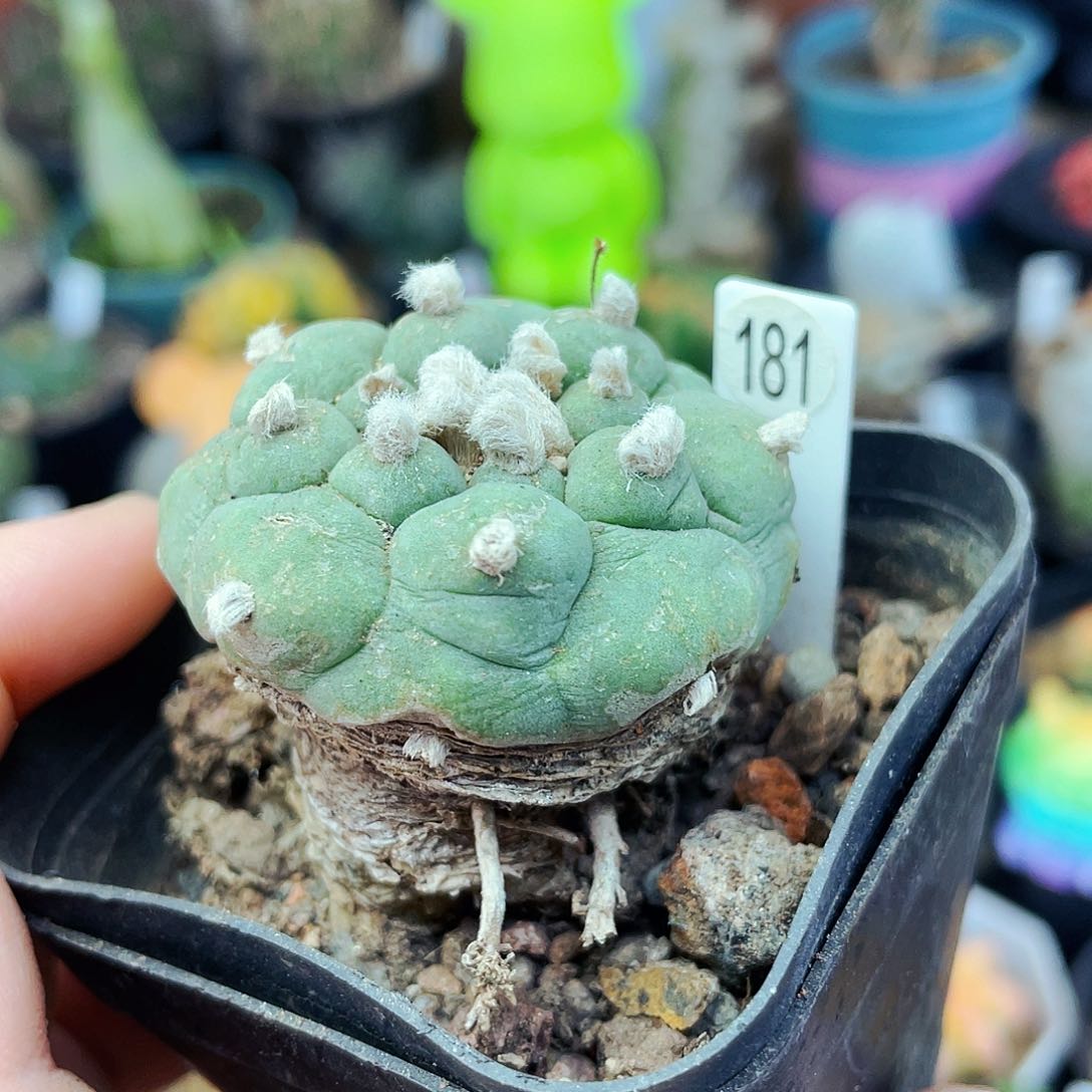 老鱼非偏远地区满25包邮仙人球