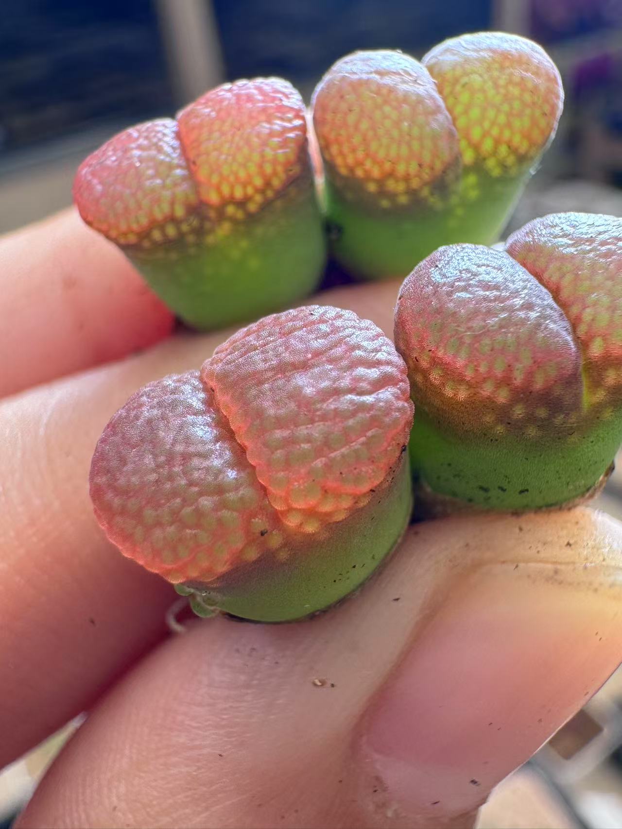 180多肉植物肉锥粉c10一颗