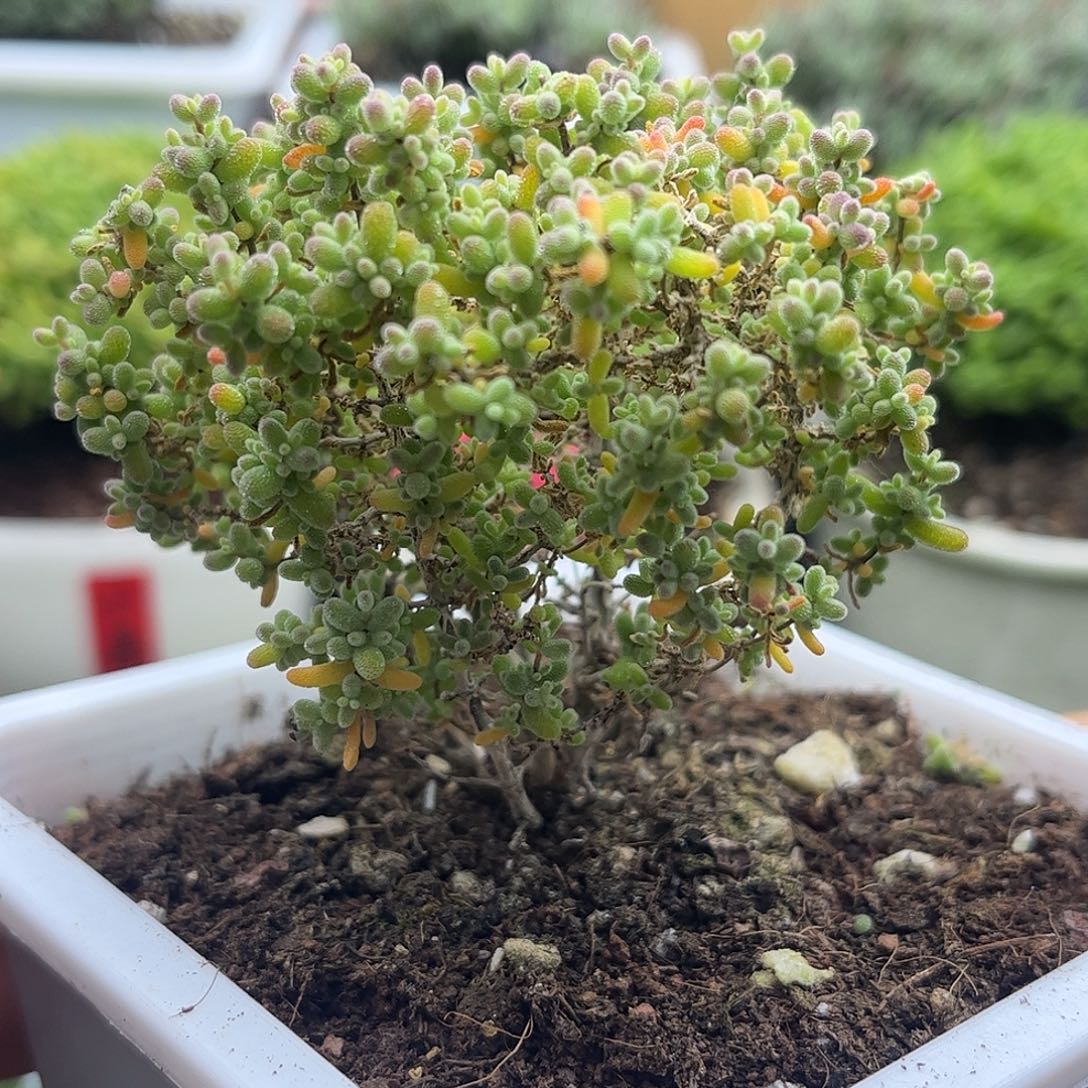 27小小米优选枝干番杏