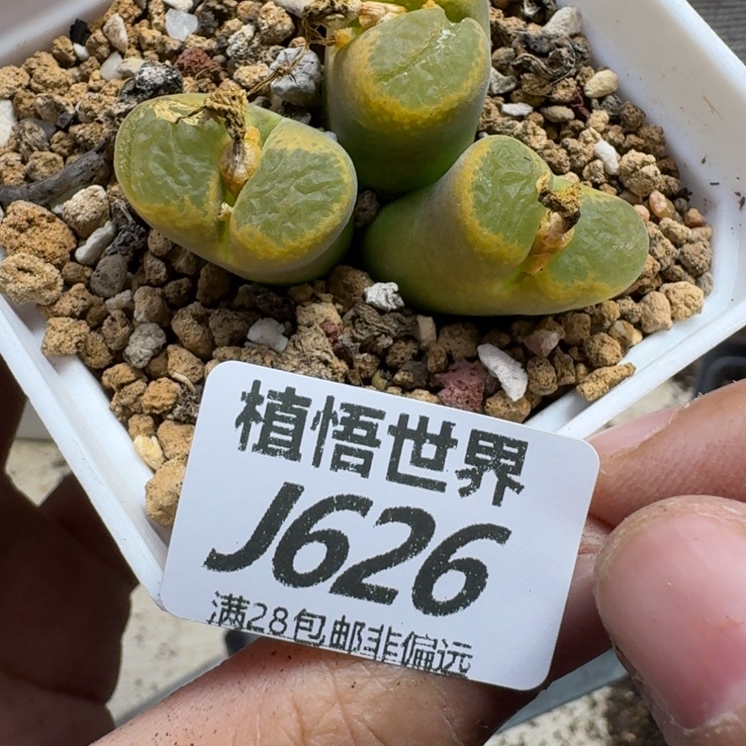 多肉植物的人生fbbb