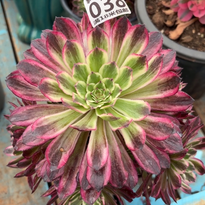 038水墨画掌心多肉法师锦不包侧枝断枝的？