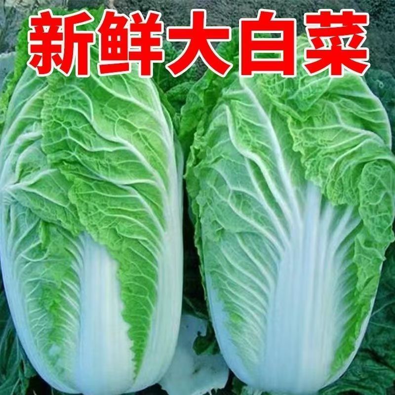 东北大白菜新鲜蔬菜抱头白菜自种辣白菜火锅配菜食材