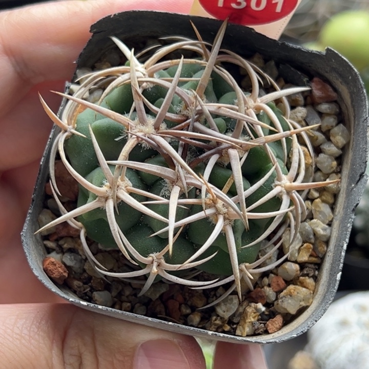 实生包刺碧岩玉5.1cm