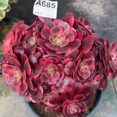 685美杜莎20厘米左右