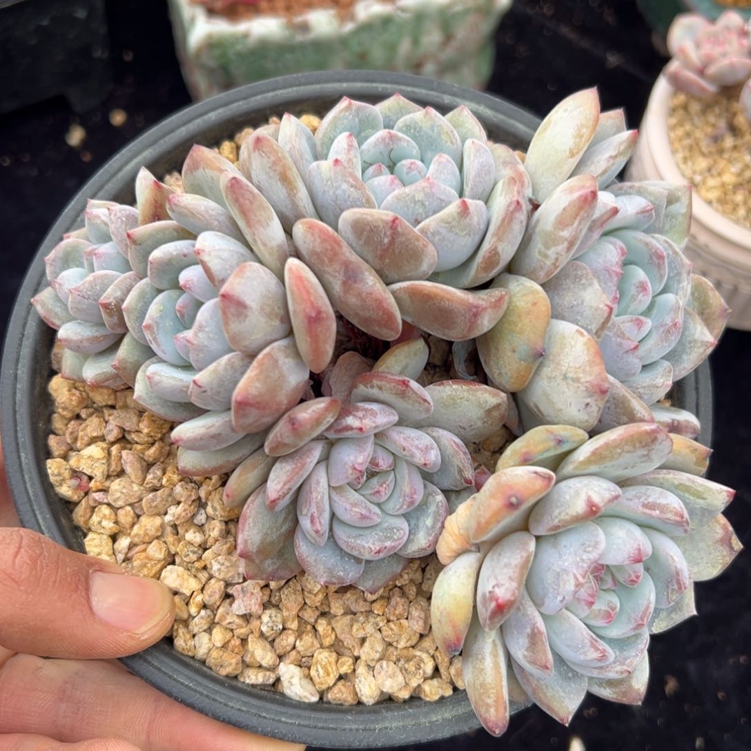 新年快乐 新年快乐