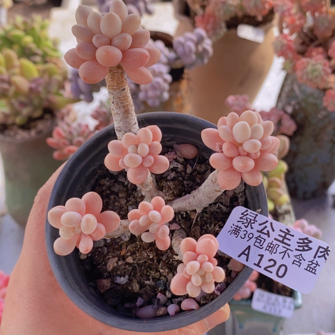 鱼子酱老桩120多肉植物
