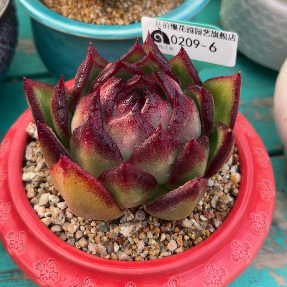 多肉一物一拍0209-6