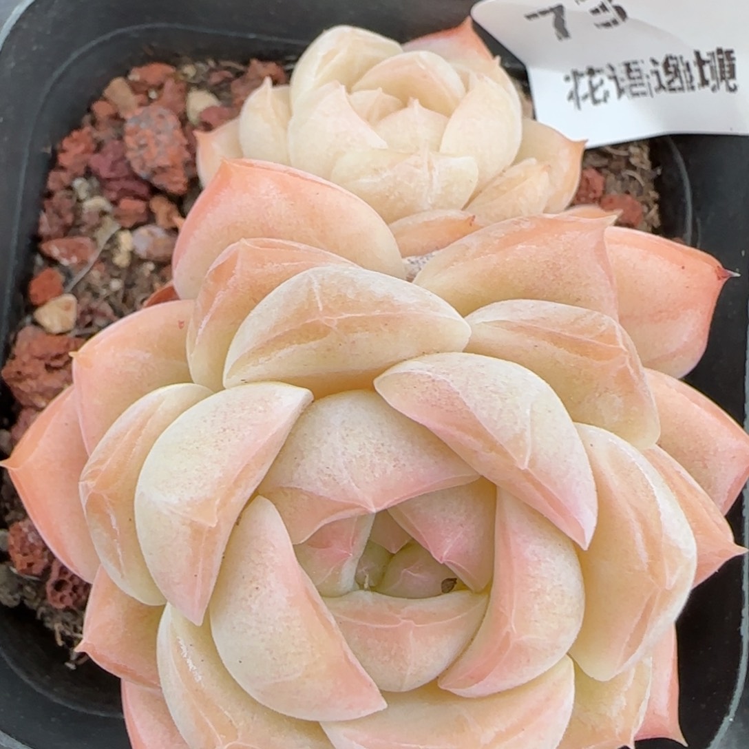 花语逸镜0224-73