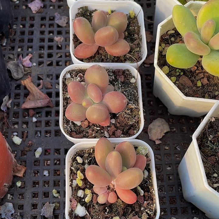 芒果奶带盆土发货