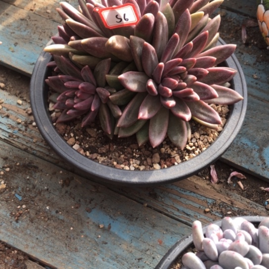 哒***鲵精品多肉老桩迷雾泡泡