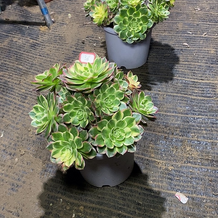 38，海王多肉法师多肉