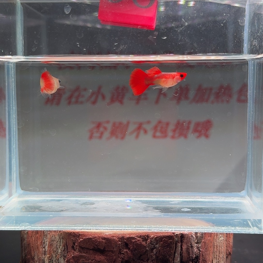 孔雀鱼玻璃猫孔雀鱼98