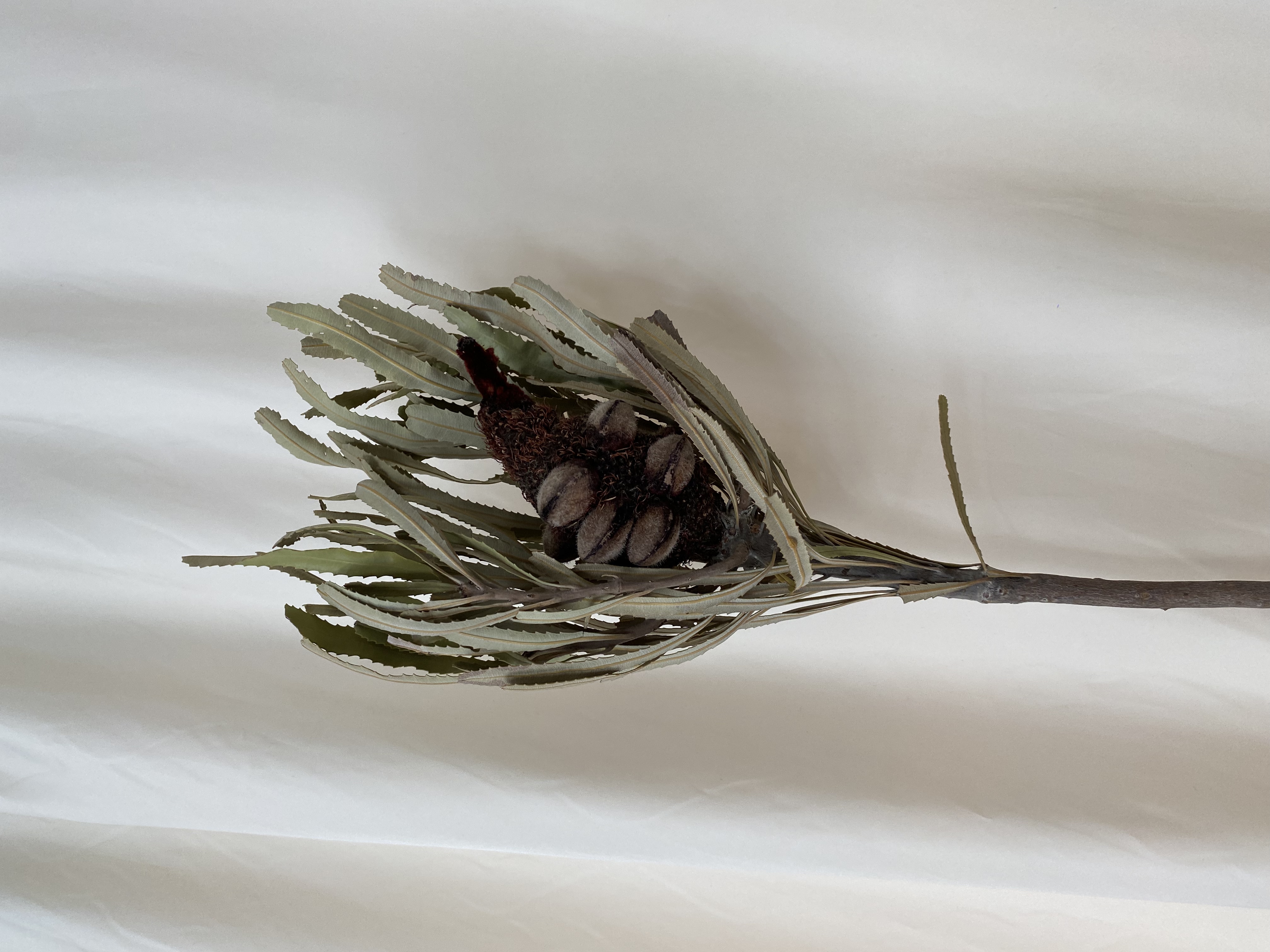 澳洲进口巨峰佛塔