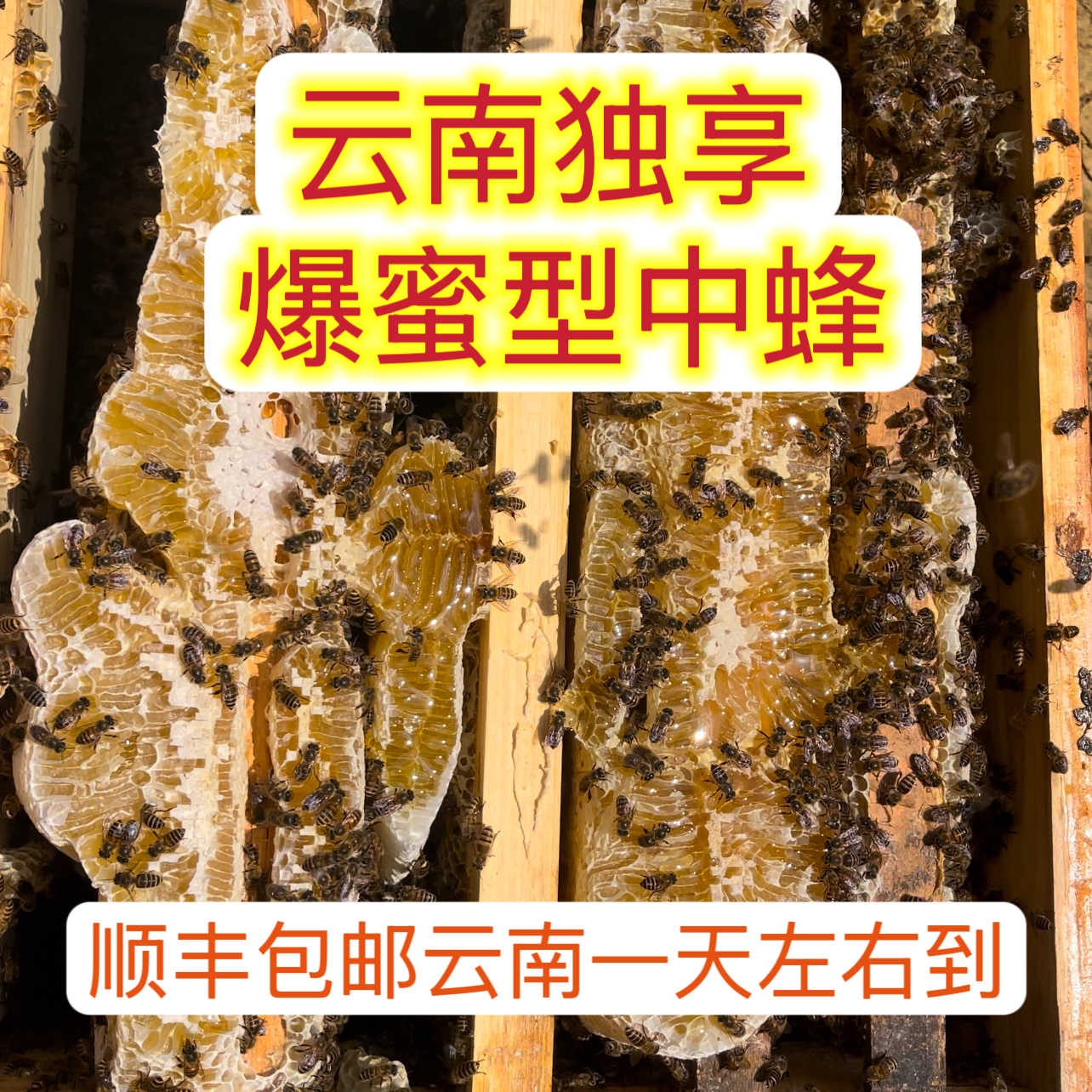 六脾云南专拍】六脾。中蜂精品蜂箱 带原箱发货顺丰包邮