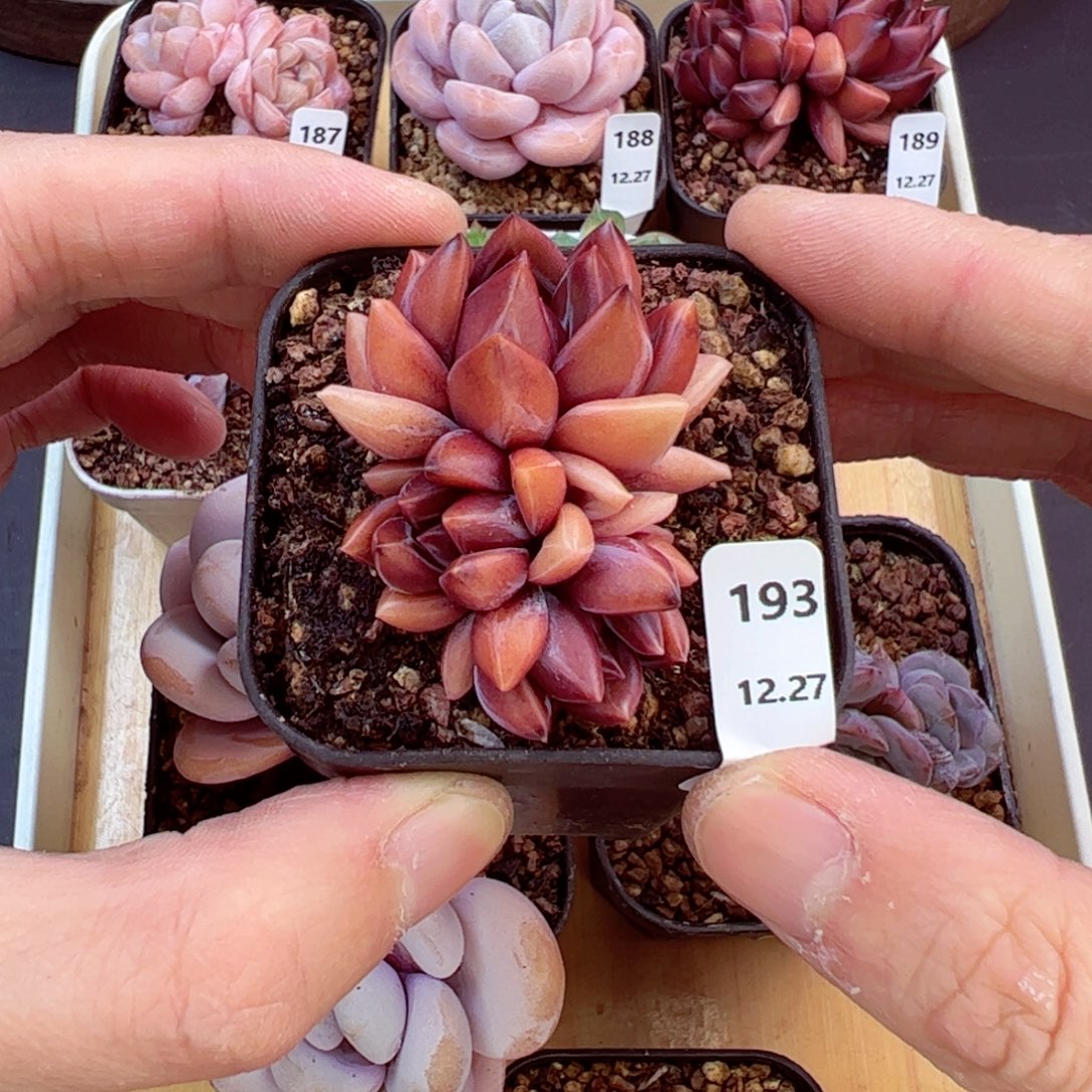 好好看193、哈哈哈哈