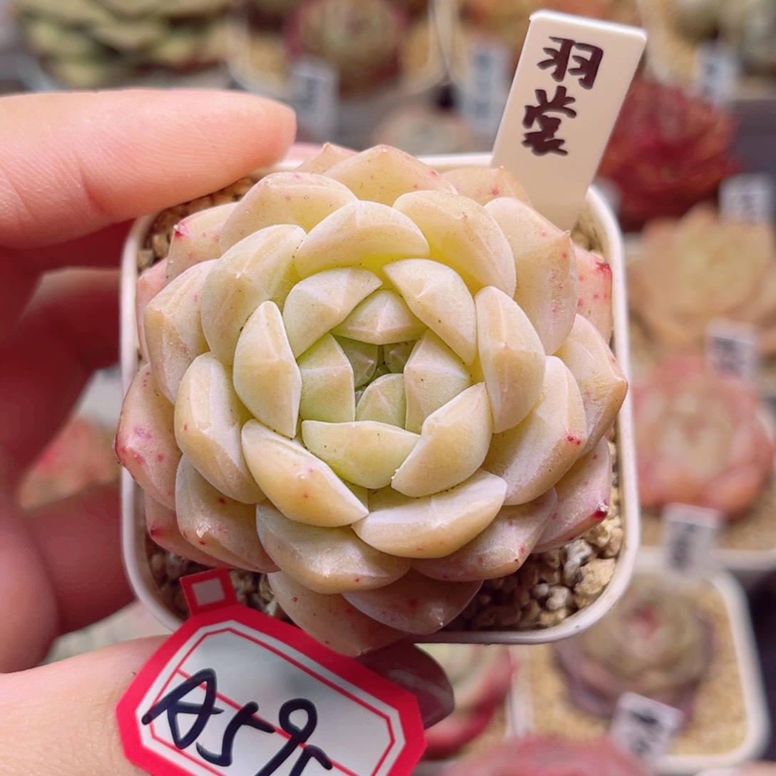 A595一物一拍 羽裳