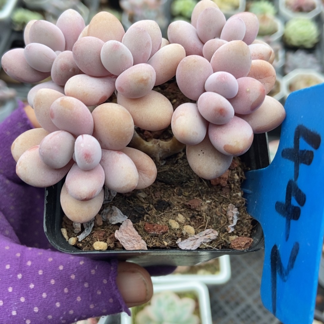 442桃蛋多肉植物多肉