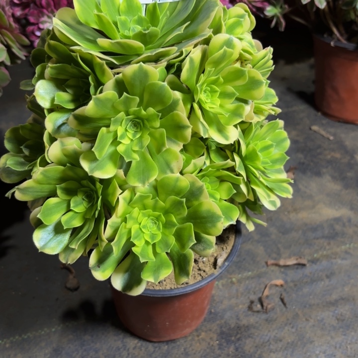 瑞妈，，。。。。718。金丝翡翠，