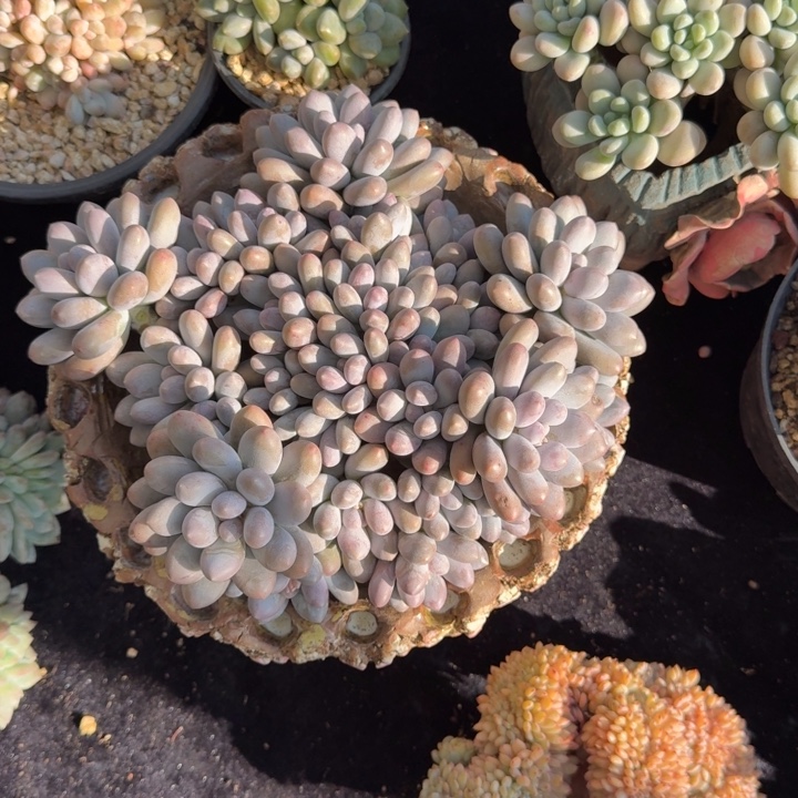 20厘米左右一物一拍的多肉植物