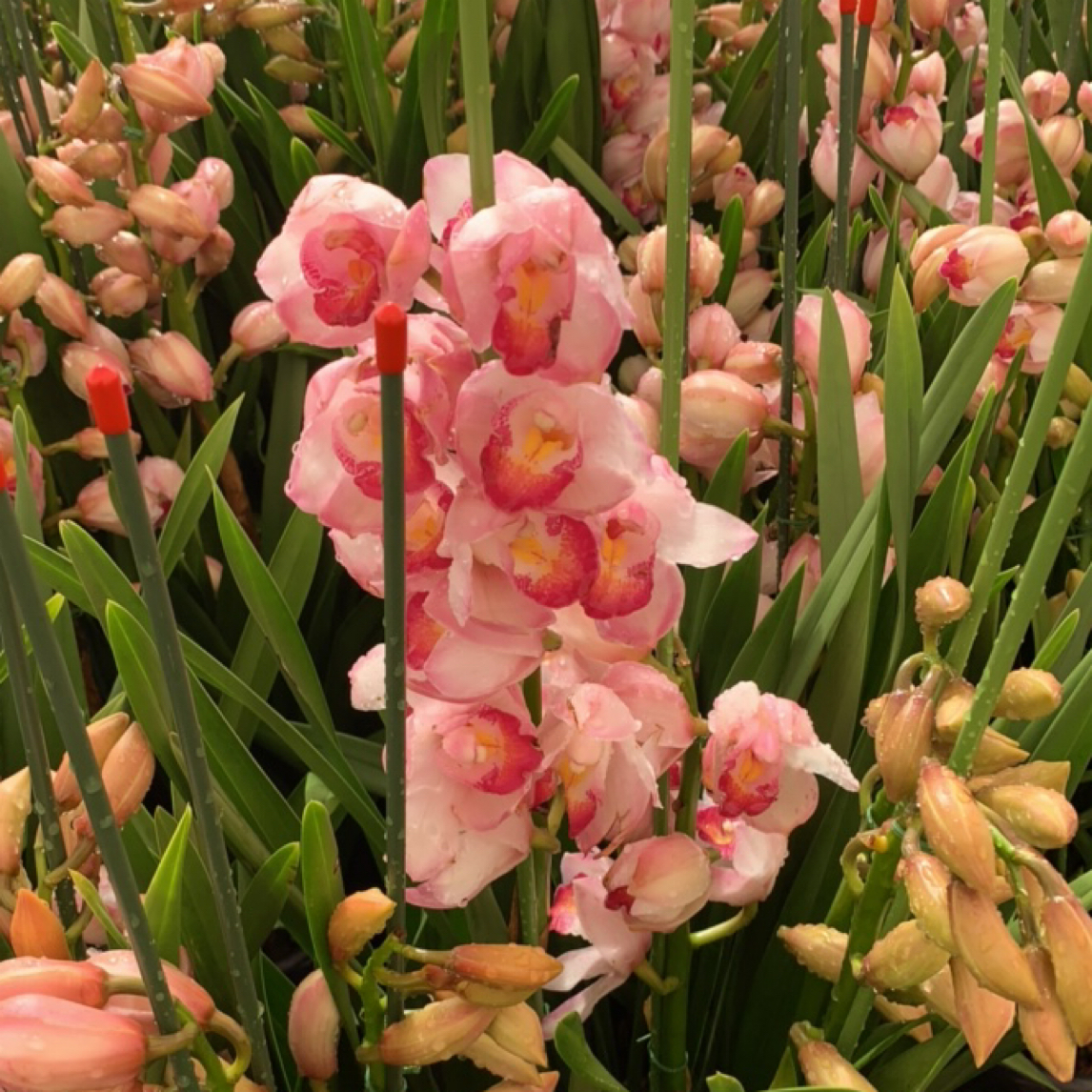 【中玉】大花蕙兰年宵花带盆发货云南直发室内外好养易活