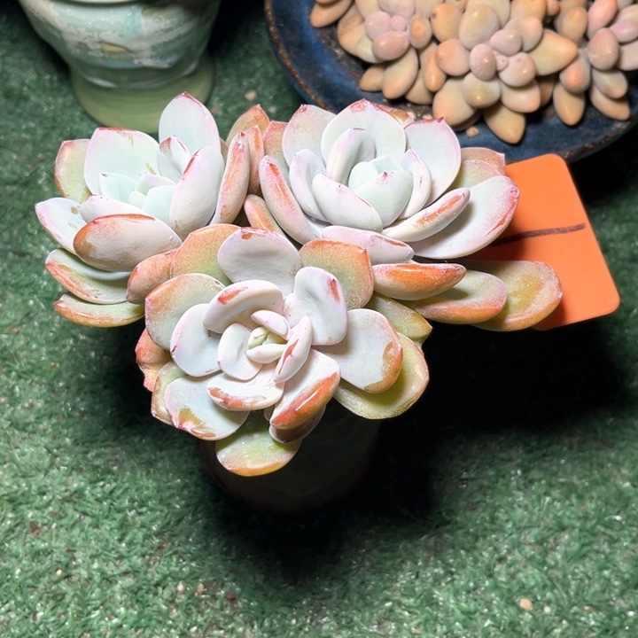 奶茶1号码牌子的话题了