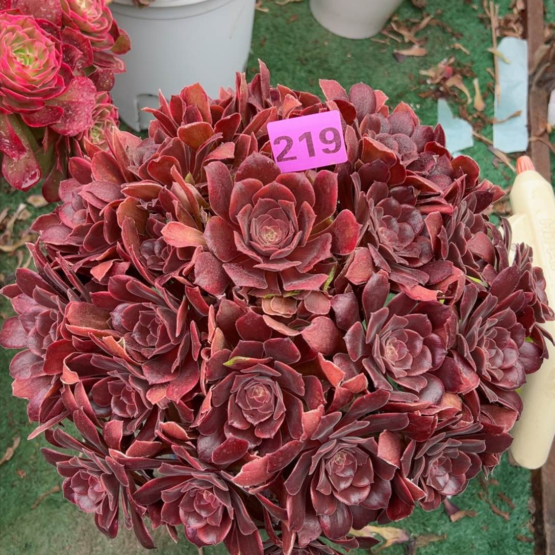 219恶魔之恶法师多肉