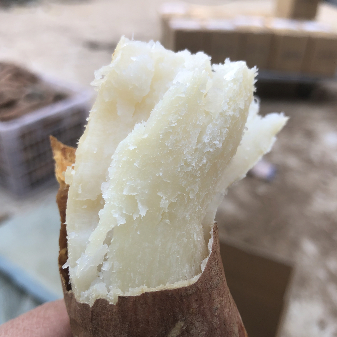 冰糖心哈密红薯5斤到货可能断裂介意勿拍