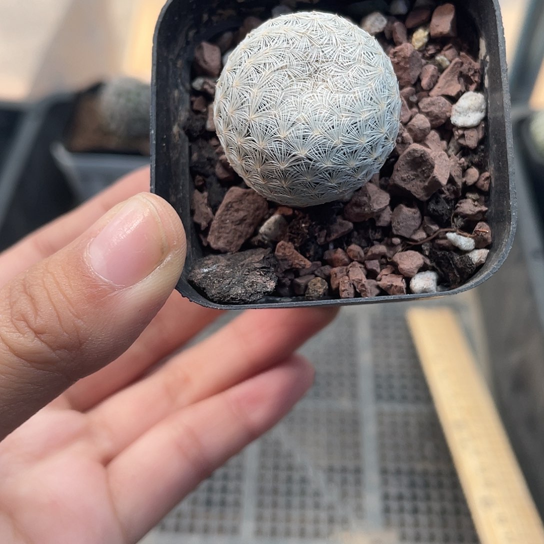 747白岳丸仙人球植物