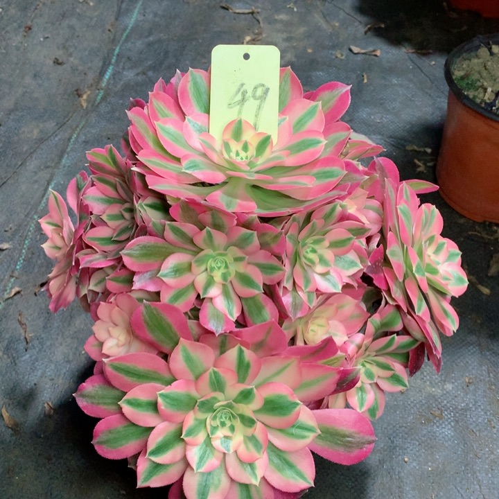 49粉女巫多肉111111