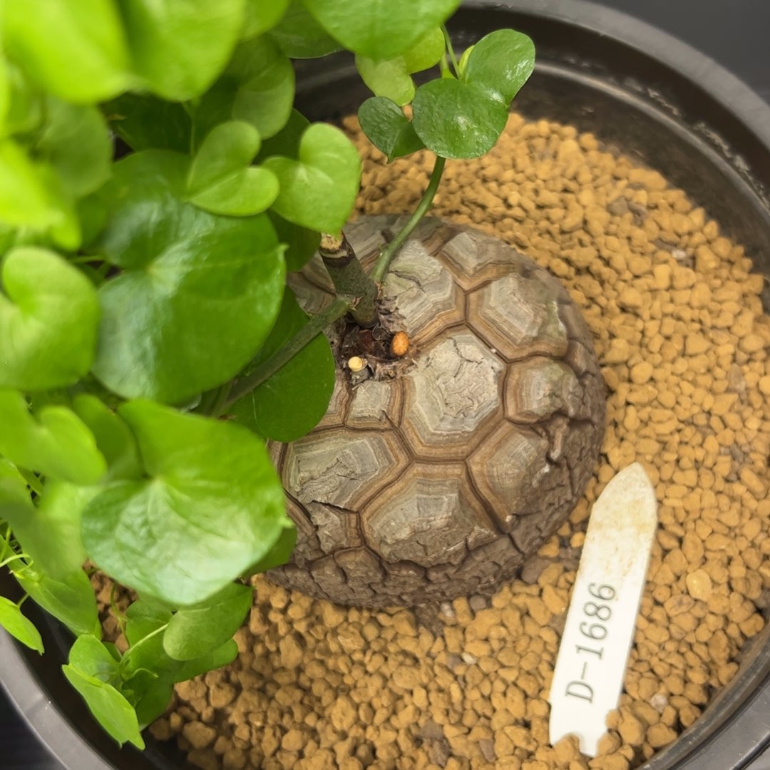 精品盆栽养定的龟甲龙1686号