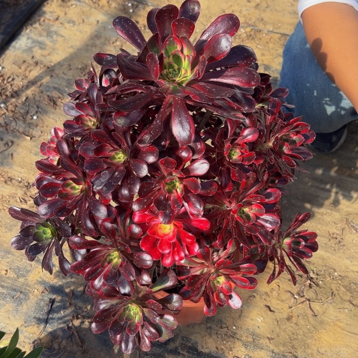 68.8香奈儿一棵包邮