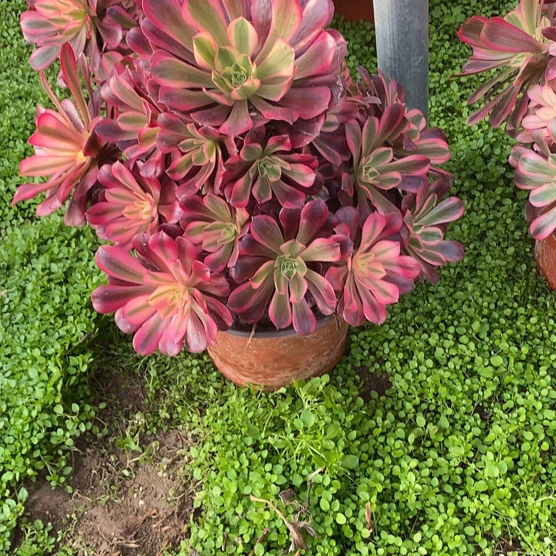 多肉植物一号美杜莎