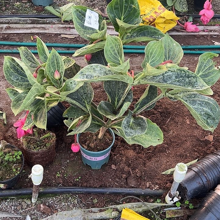 蛋***糕少量花朵（建议范围：2朵-5朵 或40%以下）