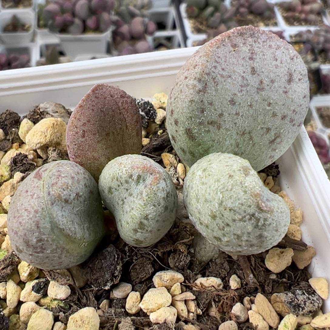 实生多头纯木质多肉植物水泡