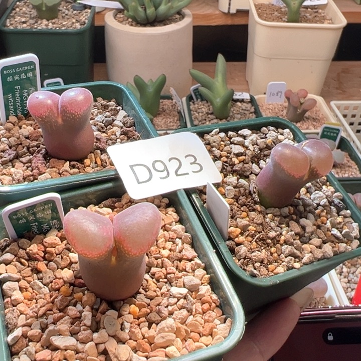 A923.  专拍。 青蛙种源三年流沙两颗。一颗六年母本。 