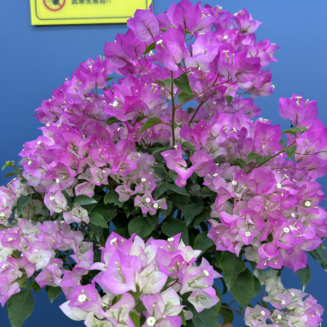 绿樱）原生提根老桩三角梅、运输路上些许掉花掉叶正常、（介意慎拍）