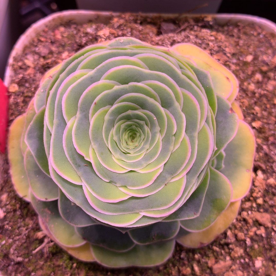 一物一拍云裳玫瑰356