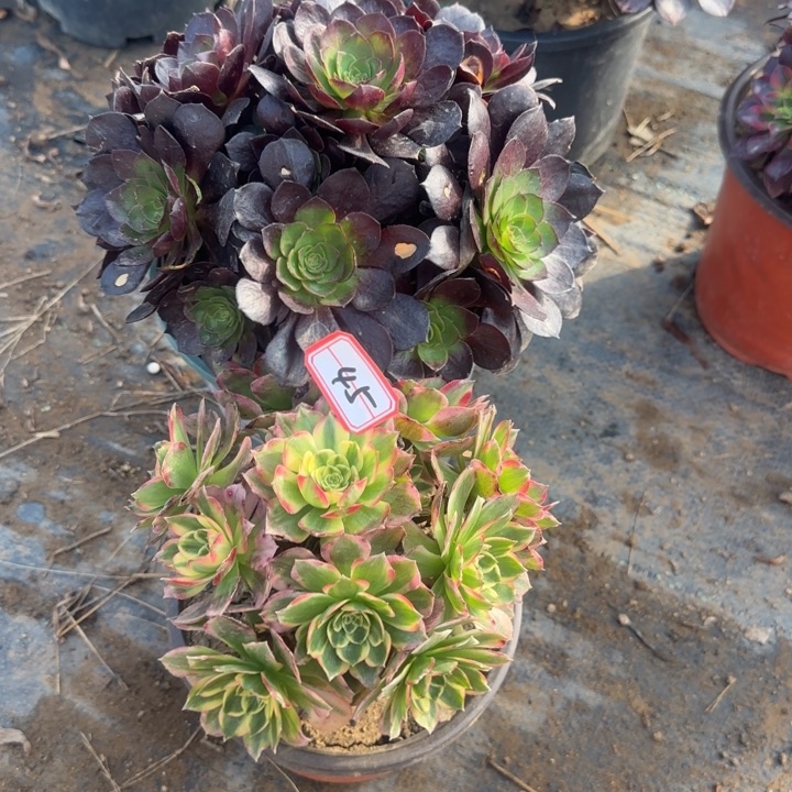 45海王加赤焰莲处理不包售后