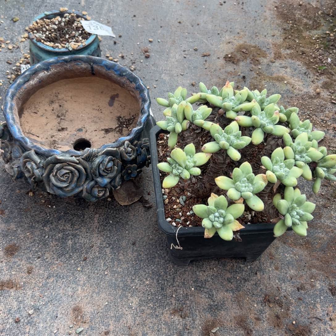 皖***y谢谢姐姐～爱你爱你，1589