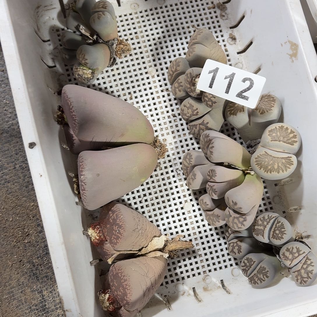 一***）生石花一物一拍7颗112