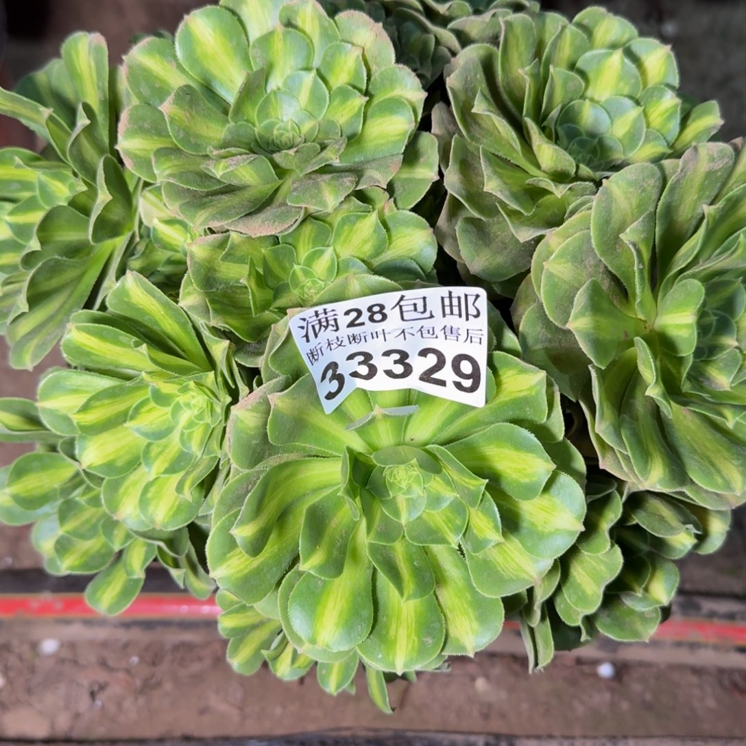 33329琉璃多肉植物