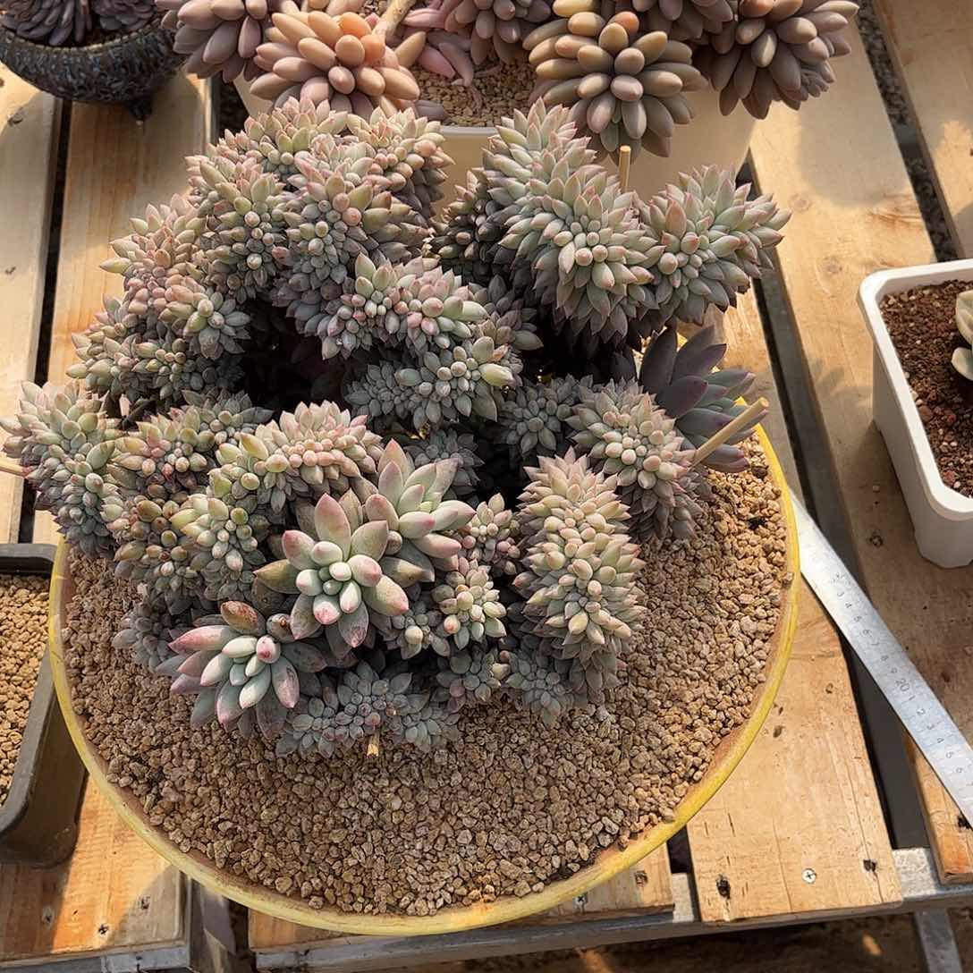 哦*尬寄养链接的肉肉的肉肉