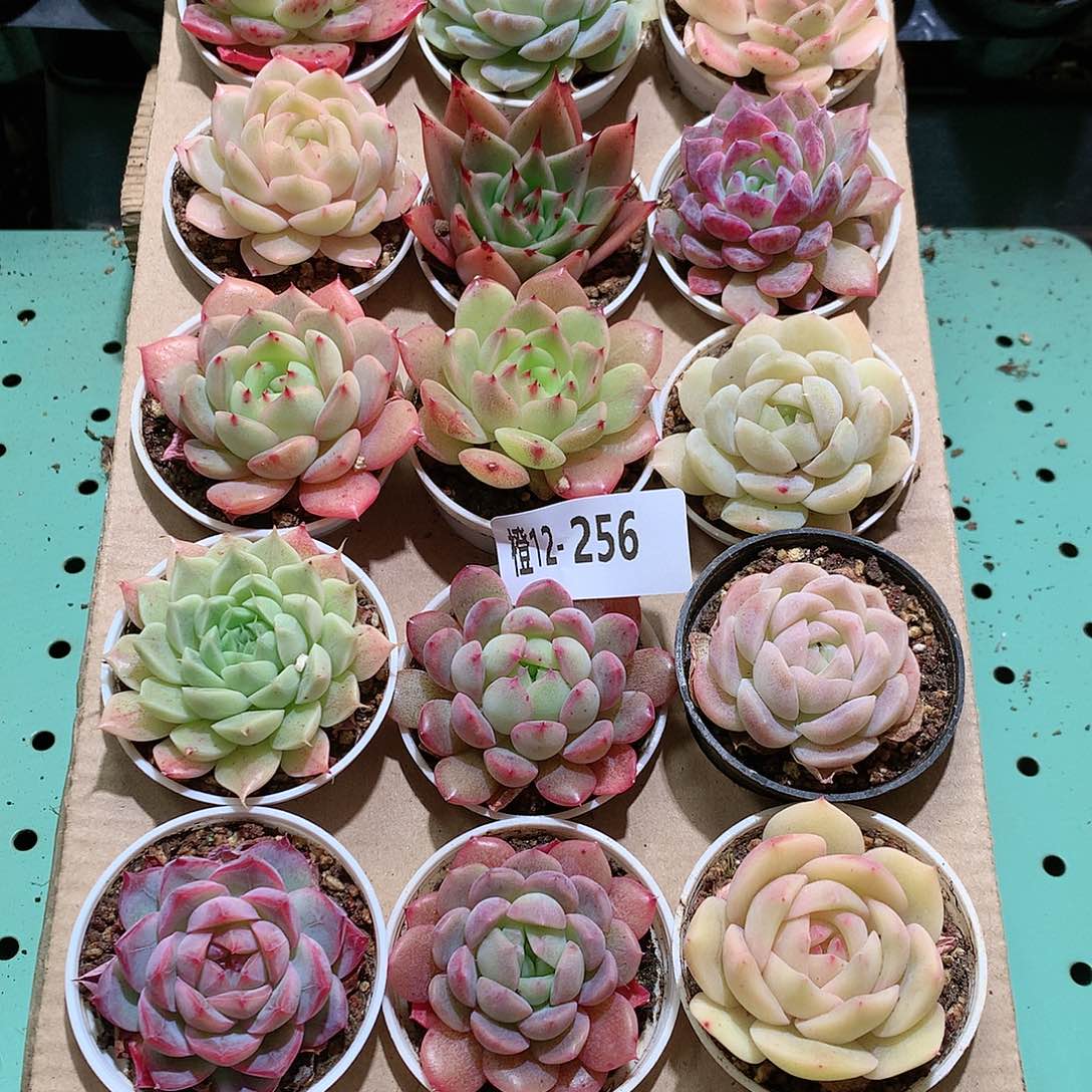 12-256一物一拍带盆18颗