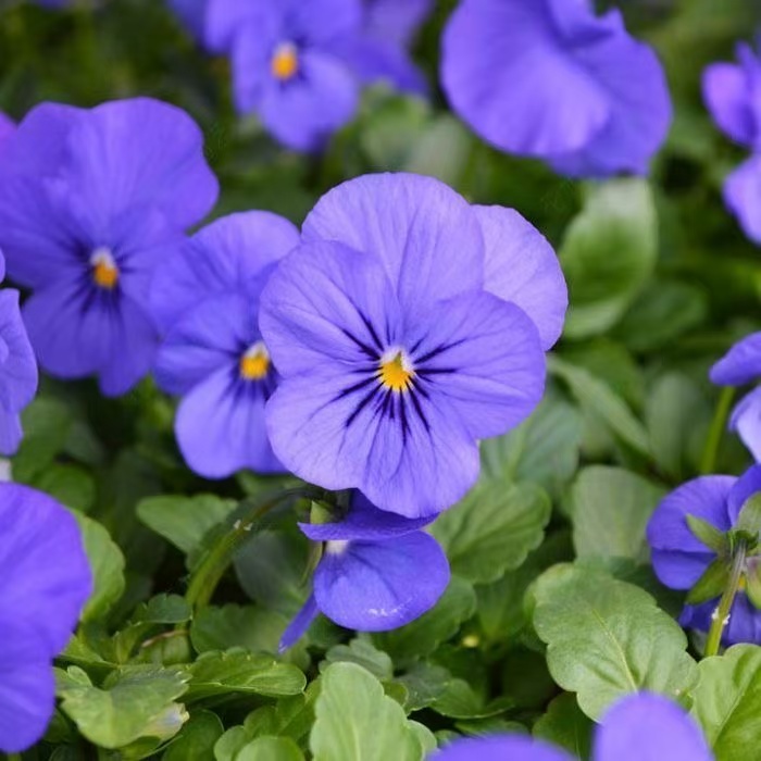 角堇三色堇花卉四季开花耐旱耐寒易养适合阳台庭院种植易成活宿根