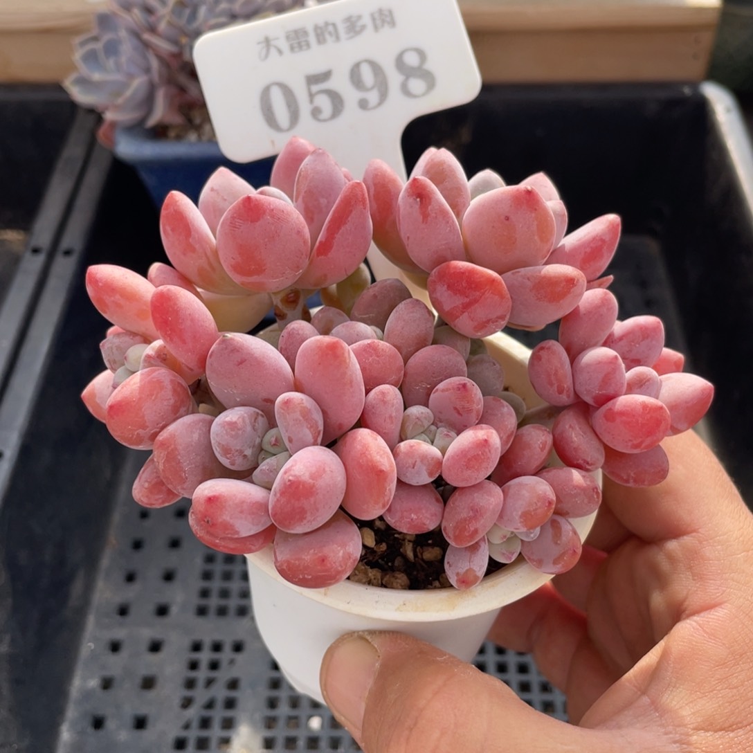 0598洛神不带盆10厘米