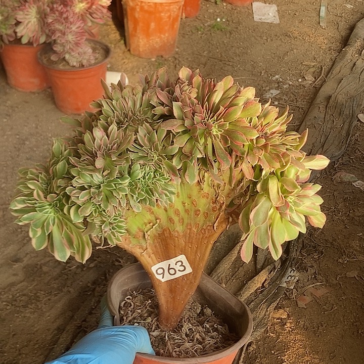 963女神缀化老板子法师